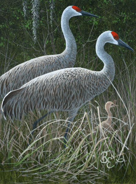 Bird Study - Sandhill Cranes
