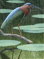 Bird Study - Greenback on Green