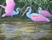 Spoonbills and Mangroves