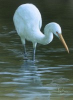 Water Study - Egret and Bait