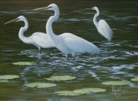 Water Study - Three Egrets